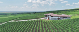 Sauvignon Blanc, Welschriesling, Feteasca Alba  - Faurar Alb, wijnhuis Davino - Roemenie