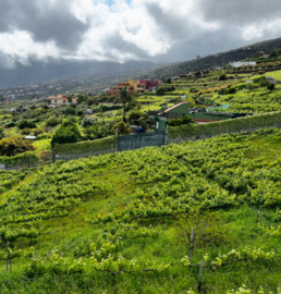 Listan Negro, Castellana Negra -  7 Fuentes, Valle de la Orotava, Suertes del Marques, Tenerife