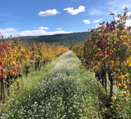 Grenache, Syrah - Clos des Combes, AOC Pic Saint Loup, Chateau de Lancyre