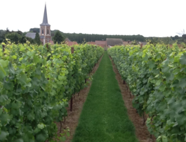 Chardonnay - Wijndomein Kitsberg, Haspengouw, Belgie