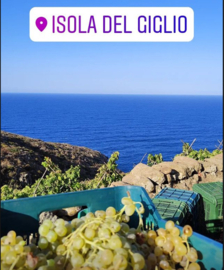 Sangiovese - Casamatta Rosso, Bibi Graetz, Toscane