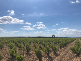 Grenache, Mourvedre, Syrah - Chateauneuf du Pape -  Domaine de la Charbonnière