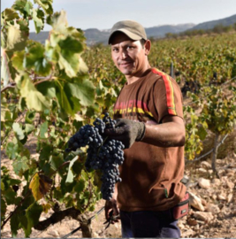 Airén, Sauvignon blanc - Terros Blanc - La Bodega de Pinoso