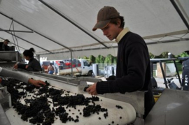 Pinot Noir -  Cote de Nuits Villages Aux Montagnes - Sylvain Loichet - bio