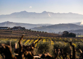 Montepulciano - d'Abruzzo DOC Barone Cornacchia