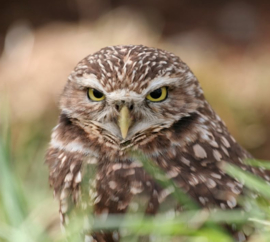 Pinot Noir -  Burrowing Owl, British Columbia, Canada