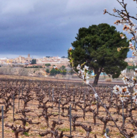 Bobal, Merlot, Tempranillo - Lomalta - Finca San Blas - Utiel Requena