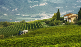 Corvina, Molinara, Rondinella - Valpolicella Ripasso Capitel della Crosara, Montresor