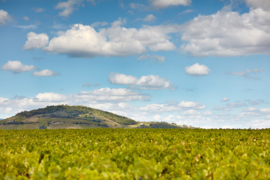 Gamay -  Cru Brouilly, Maison J. Thorin, Beaujolais