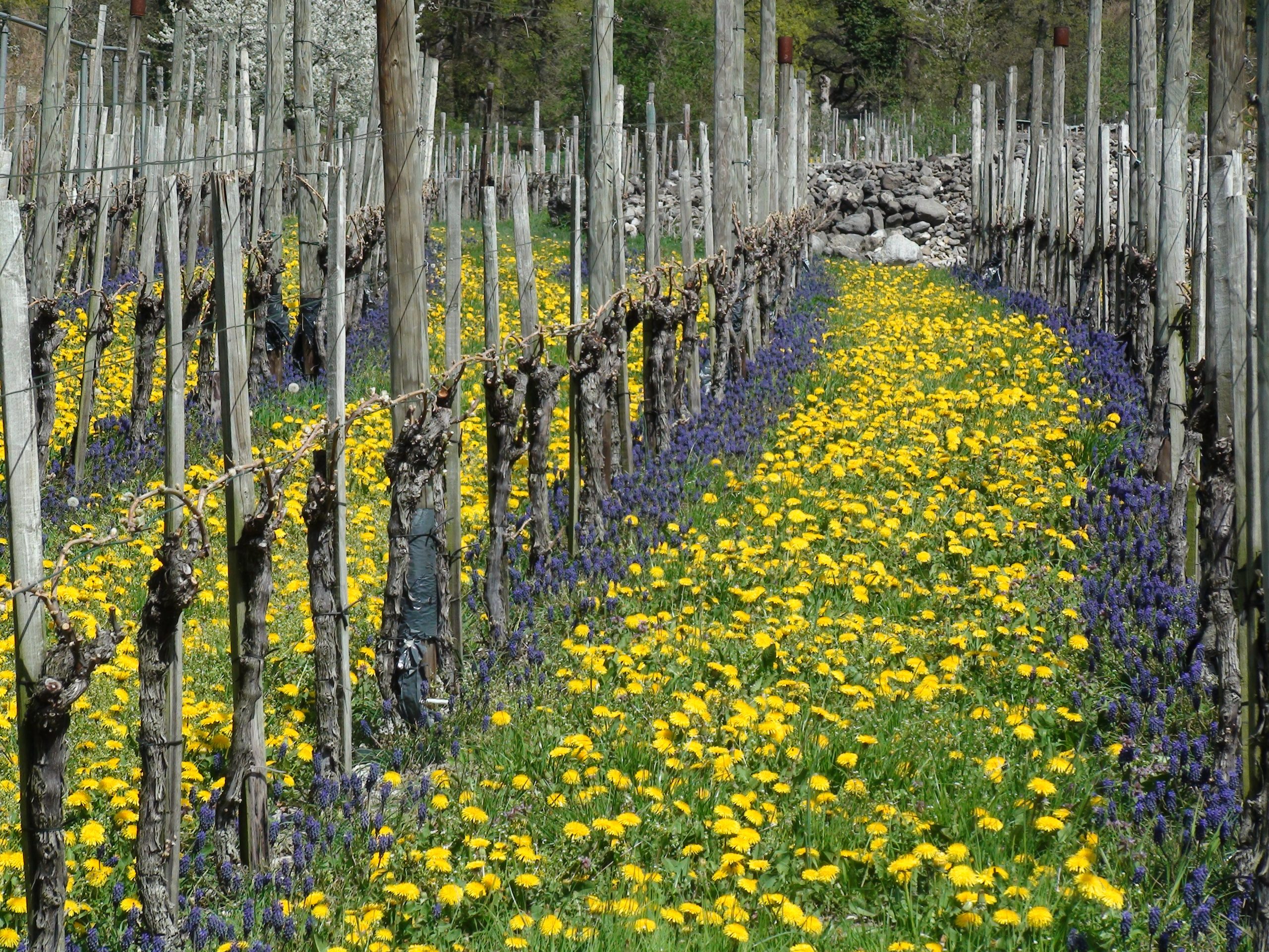 Chardonnay - Barrique, Le Grand,  Thomas Marugg - Zwitserland