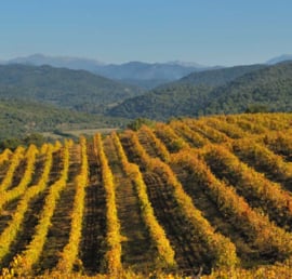 Wijnworkshop "Zuid Frankrijk van West naar Oost + Corsica"