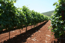 Chardonnay, Malagouzia - Stone Hills, Palivou Estate-Nemea, Griekenland