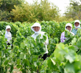 Xinomavro, Merlot - Bostani, Amyntheon Vineyards, Florina PGI - Griekenland