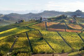 Nebbiolo - Langhe Minot, Negretti Piemonte