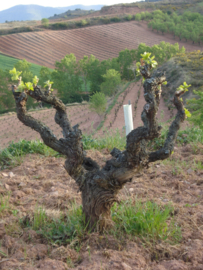 Maturana Tinta - Ad Libitum Rioja BIO - Juan Carlos Sancha