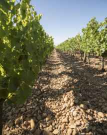 Mourvedre, Marselan - Les Duos de Beaubois,  Chateau Beaubois, Nimes, Rhone Zuid.