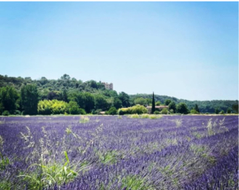 Grenache, Cabernet Sauvignon, Vermentino, Muscat de Hambourg,  Muscat Petit Grains - les Coquelicots, Domaine de Rousset,  Haute Provence