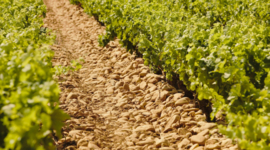 Grenache - Chateauneuf du Pape, Chateau Manissy, Rhone