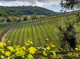Trebbiano -  Altopiano, Terre d'Abruzzo Bianco, Cantine Tollo,