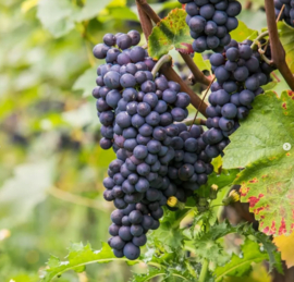 Riesling - Trocken Gutswein, Pfalz, Weingut Porzelt.