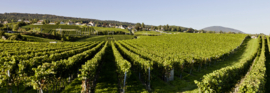 Pinot Noir -  Oeil de Perdrix AOC, Chateau d Auvernier Neuchatel - Zwitserland