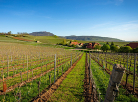 Gewurztraminer - Reserve, Fernand Engel, Elzas