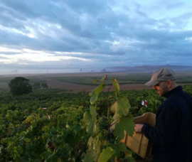 Garnacha  - La Insula   - Miguel Merino Rioja Alta