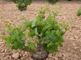 Garnacha Tintoreaa  -Cueva del Chaman - DO Almansa - Bio