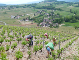 Gamay, Pinot Noir  - Cremant de Savoie -  La Cave du Prieure -Jongieux