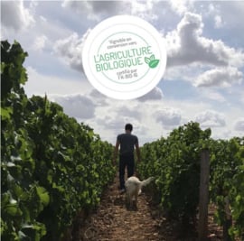 Sauvignon Blanc - Pouilly Fumé, Domaine Chollet