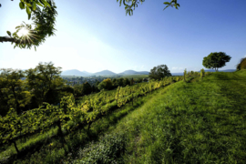 Grauburgunder - Pfalz, biologisch Weingut Kranz - Grauer Burgunder