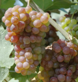 Roter Veltliner - Wagram, Mehofer, Oostenrijk