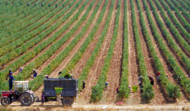 Cabernet Sauvignon - Chateau Ksara   - Libanon