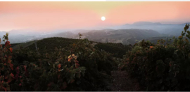 Rousanne - Nostos - Manousakis Winery , Kreta, Griekenland