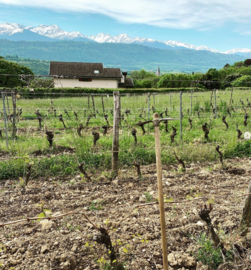 Gamay - Cave du Prieure, Savoie