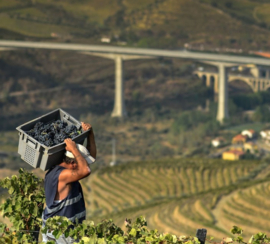 Sousão - Douro, Quinta do Vallado