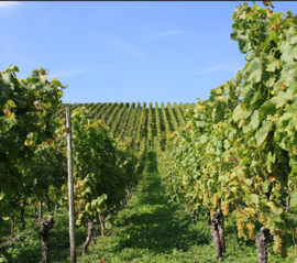 Pinot Gris - Caves Jean Leuck Thull, Luxemburg