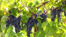 Aglianico - Agricola Nativ, Mario Ercolino, Campania