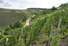 Silvaner -  Gustavshof  Rheinhessen - Bio-Vegan-HISTcheck