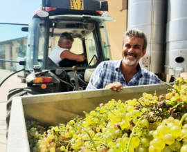Ciliegiolo - Maestrale, Maremma Toscane, Fattoria Mantellassi - vatgerijpt