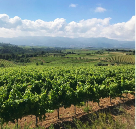 Macabeo, Xarel·lo,  Parellada - Brut Cava, Penedès