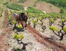 Garnacha Tinta - Cerro la Isa Garnacha  - Juan Carlos Sancha