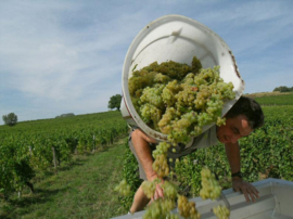 Chardonnay - Vieilles Vignes, Pouilly Fuisse, Domaine Cornin,