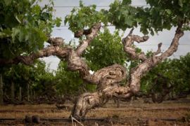 Shiraz - Barossa Valley - Stonehorse - Kaesler