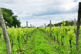 Sauvignon Blanc - Chateau Roquefort - Les Roches, Famille Bellanger, Bordeaux