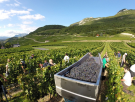 Jacquere, Chardonnay, Altesse  - Cremant de Savoie -  La Cave du Prieure -Jongieux