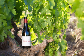 Pinotage - Abri Beeslaar, Stellenbosch