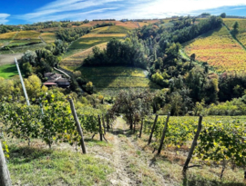 Timorasso - Langhe Bianco, Ferdinando Principiano, Piemonte