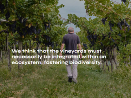 Corvina, Corvinone en Rondinella - Appassimento Rosso Veneto, Cantina di Negrar