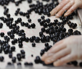 Merlot, Cabernet Sauvignon - Chateau La Tour Carnet, Haut Medoc Grand Cru Classe